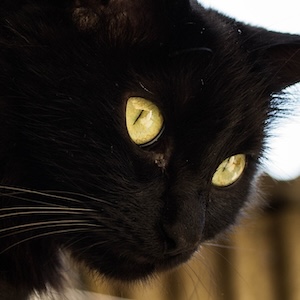 Sueño con gato negro