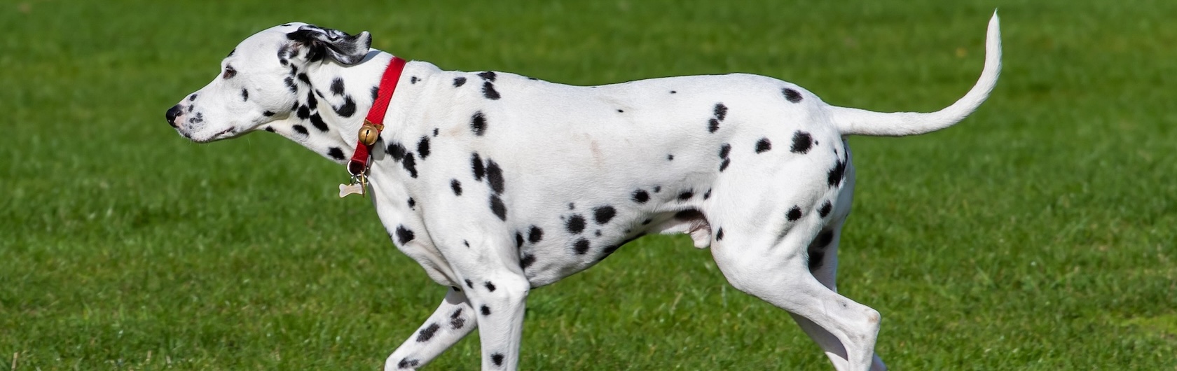 Perros Dálmatas