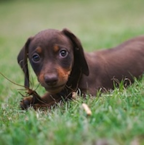 Perro Salchicha